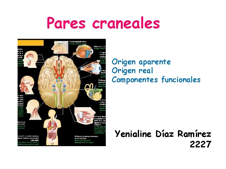 Pares craneales Origen aparente Origen real Componentes funcionales Yenialine Díaz Ramírez 2227 