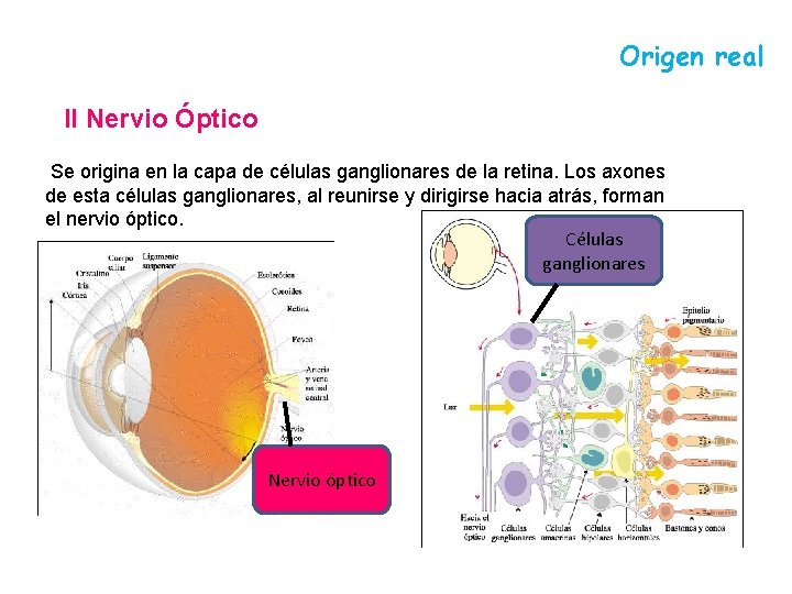 Origen real II Nervio Óptico Se origina en la capa de células ganglionares de Origen real II Nervio Óptico Se origina en la capa de células ganglionares de