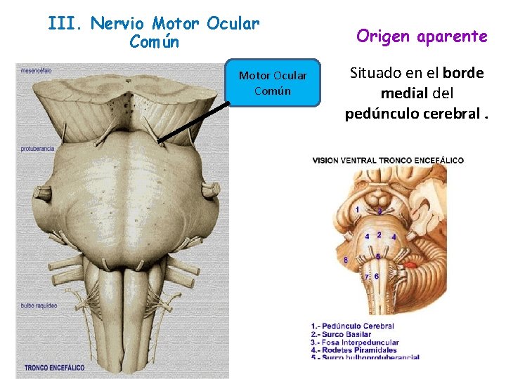 III. Nervio Motor Ocular Común Origen aparente Situado en el borde medial del pedúnculo III. Nervio Motor Ocular Común Origen aparente Situado en el borde medial del pedúnculo