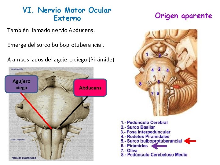 VI. Nervio Motor Ocular Externo Origen aparente También llamado nervio Abducens. Emerge del surco