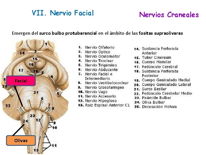 VII. Nervio Facial Nervios Craneales Emergen del surco bulbo protuberancial en el ámbito de VII. Nervio Facial Nervios Craneales Emergen del surco bulbo protuberancial en el ámbito de