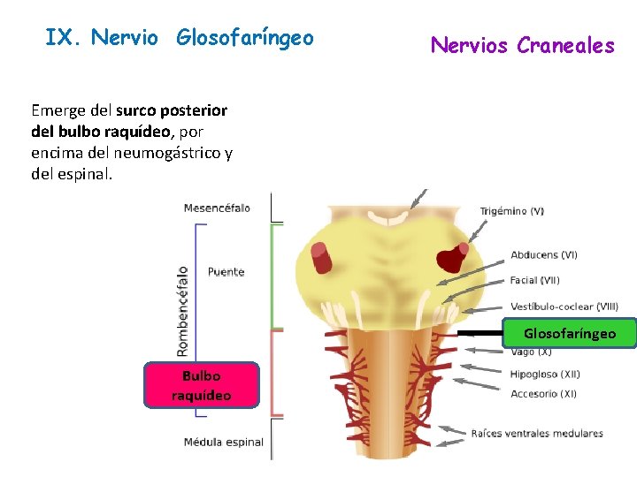IX. Nervio Glosofaríngeo Nervios Craneales Emerge del surco posterior del bulbo raquídeo, por encima IX. Nervio Glosofaríngeo Nervios Craneales Emerge del surco posterior del bulbo raquídeo, por encima
