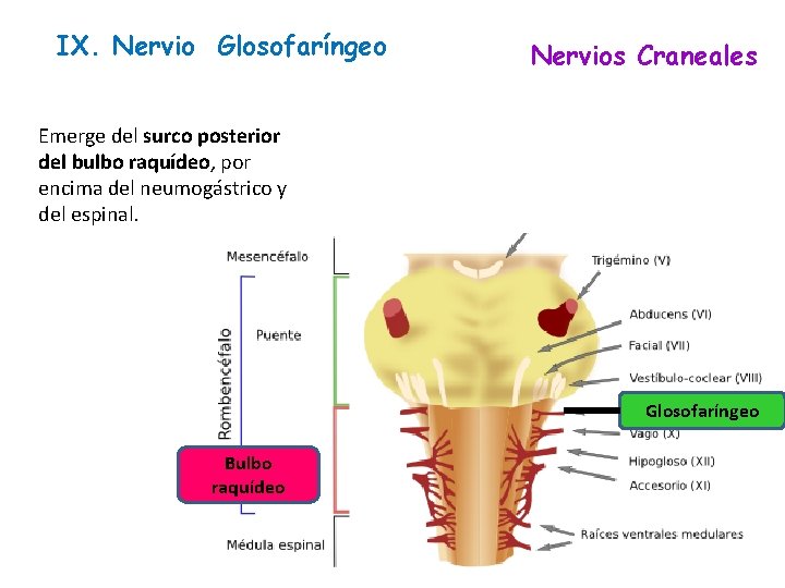 IX. Nervio Glosofaríngeo Nervios Craneales Emerge del surco posterior del bulbo raquídeo, por encima