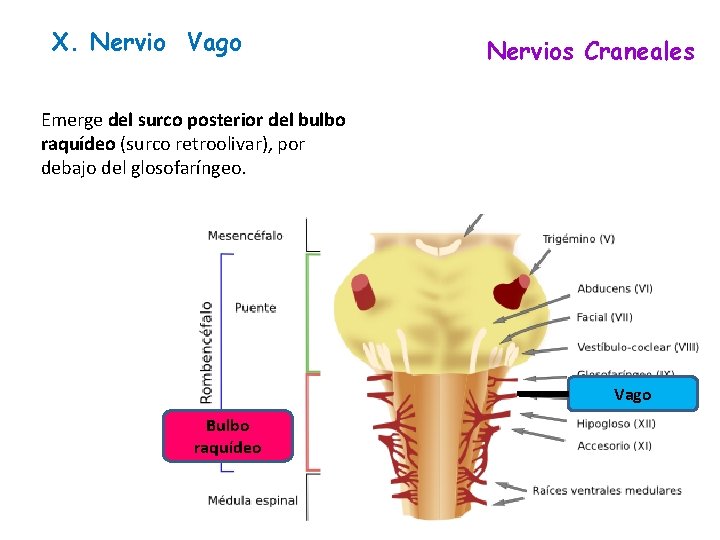 X. Nervio Vago Nervios Craneales Emerge del surco posterior del bulbo raquídeo (surco retroolivar), X. Nervio Vago Nervios Craneales Emerge del surco posterior del bulbo raquídeo (surco retroolivar),