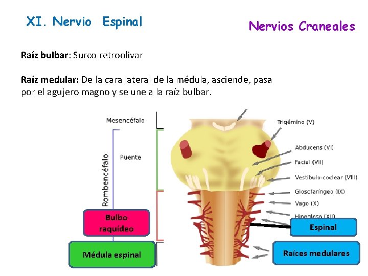 XI. Nervio Espinal Nervios Craneales Raíz bulbar: Surco retroolivar Raíz medular: De la cara