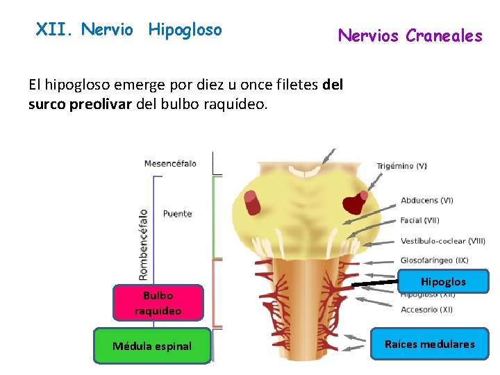 XII. Nervio Hipogloso Nervios Craneales El hipogloso emerge por diez u once filetes del