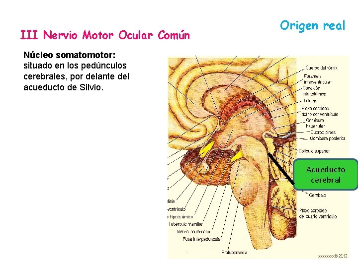 III Nervio Motor Ocular Común Origen real Núcleo somatomotor: situado en los pedúnculos cerebrales,