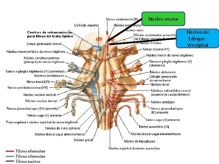 Núcleo motor Núcleo de Edinger. Westphal Núcleo motor Núcleo de Edinger. Westphal