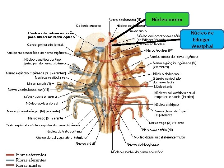 Núcleo motor Núcleo de Edinger. Westphal 