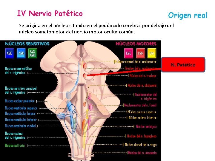 IV Nervio Patético Origen real Se origina en el núcleo situado en el pedúnculo