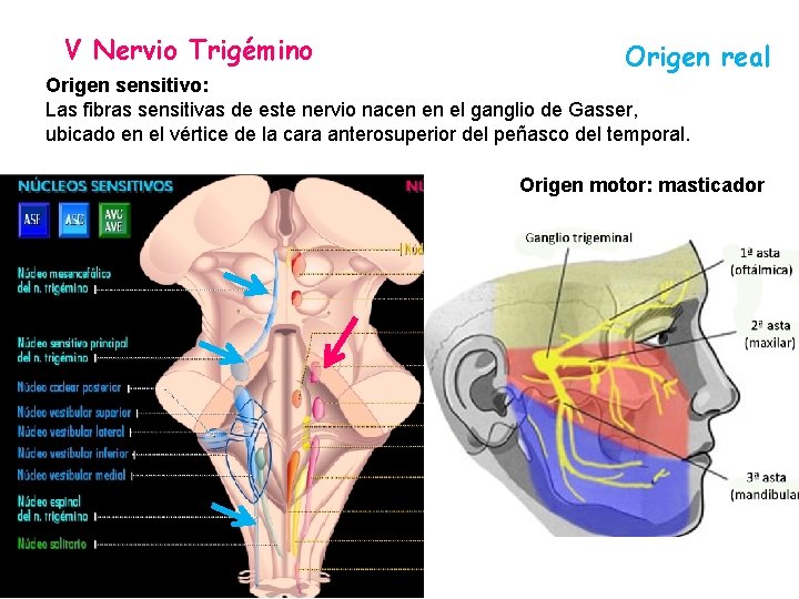 V Nervio Trigémino Origen real Origen sensitivo: Las fibras sensitivas de este nervio nacen