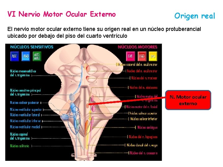 VI Nervio Motor Ocular Externo Origen real El nervio motor ocular externo tiene su