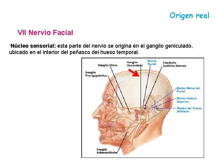 Origen real VII Nervio Facial Núcleo sensorial: esta parte del nervio se origina en