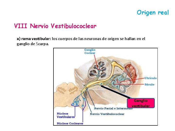 Origen real VIII Nervio Vestibulococlear a) rama vestibular: los cuerpos de las neuronas de