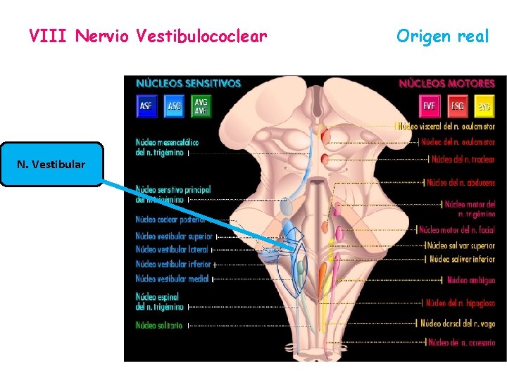 VIII Nervio Vestibulococlear N. Vestibular Origen real 
