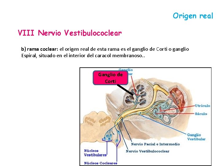 Origen real VIII Nervio Vestibulococlear b) rama coclear: el origen real de esta rama