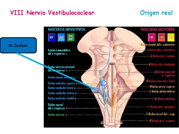 VIII Nervio Vestibulococlear N. Coclear Origen real 