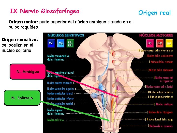 IX Nervio Glosofaríngeo Origen motor: parte superior del núcleo ambiguo situado en el bulbo