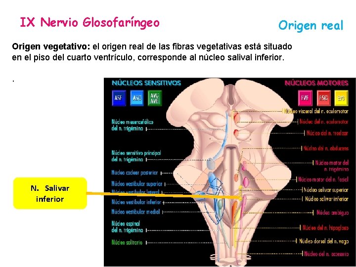IX Nervio Glosofaríngeo Origen real Origen vegetativo: el origen real de las fibras vegetativas IX Nervio Glosofaríngeo Origen real Origen vegetativo: el origen real de las fibras vegetativas