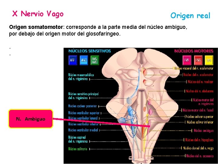 X Nervio Vago Origen real Origen somatomotor: corresponde a la parte media del núcleo