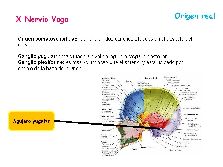 X Nervio Vago Origen real Origen somatosensititivo: se halla en dos ganglios situados en