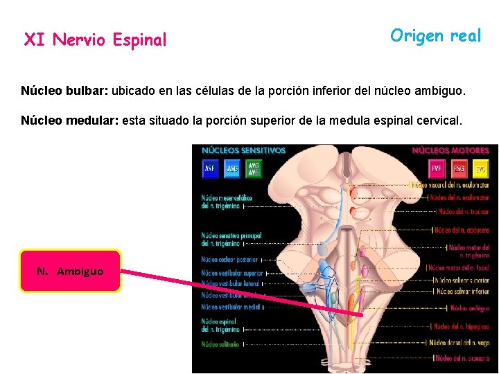 XI Nervio Espinal Origen real Núcleo bulbar: ubicado en las células de la porción