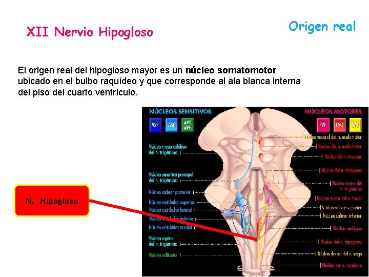 XII Nervio Hipogloso Origen real El origen real del hipogloso mayor es un núcleo