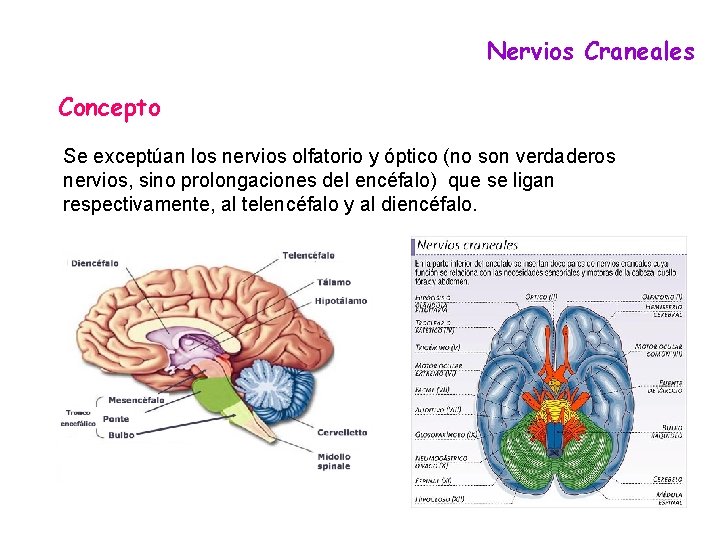 Nervios Craneales Concepto Se exceptúan los nervios olfatorio y óptico (no son verdaderos nervios,
