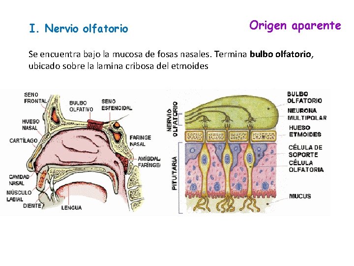 I. Nervio olfatorio Origen aparente Se encuentra bajo la mucosa de fosas nasales. Termina I. Nervio olfatorio Origen aparente Se encuentra bajo la mucosa de fosas nasales. Termina