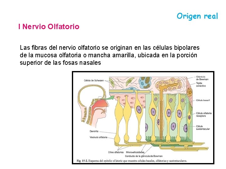 Origen real I Nervio Olfatorio Las fibras del nervio olfatorio se originan en las Origen real I Nervio Olfatorio Las fibras del nervio olfatorio se originan en las