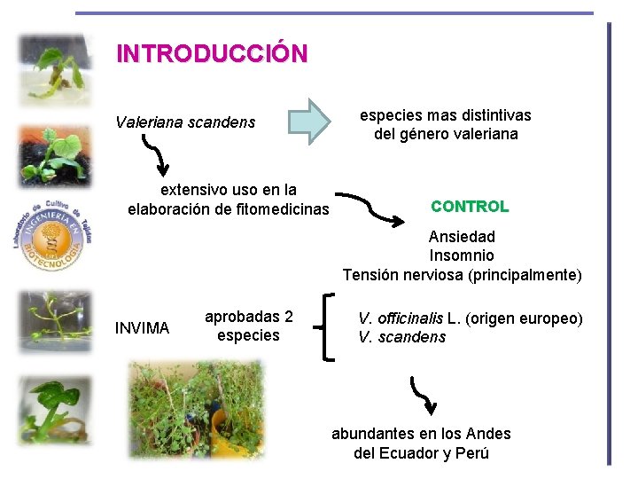 INTRODUCCIÓN especies mas distintivas del género valeriana Valeriana scandens extensivo uso en la elaboración
