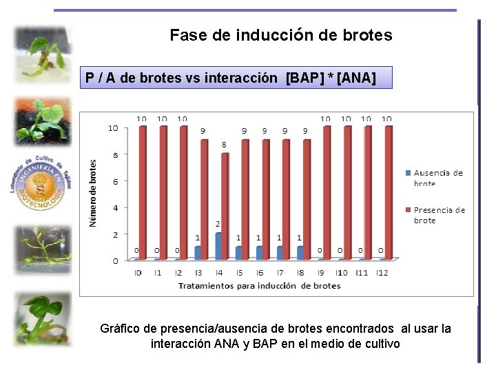 Fase de inducción de brotes P / A de brotes vs interacción [BAP] *