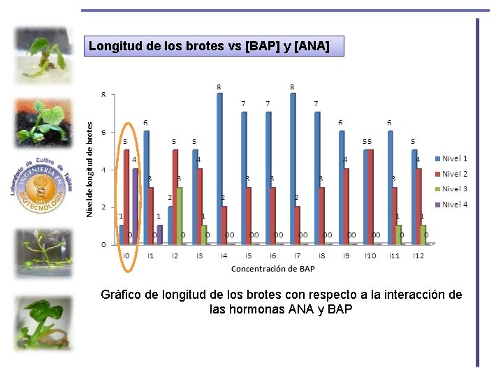 Longitud de los brotes vs [BAP] y [ANA] Gráfico de longitud de los brotes