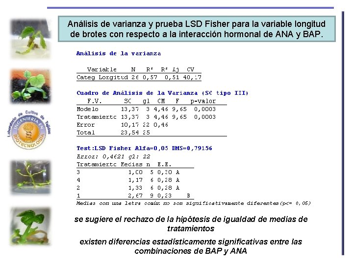 Análisis de varianza y prueba LSD Fisher para la variable longitud de brotes con