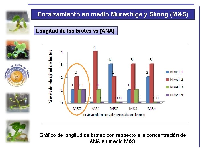 Enraizamiento en medio Murashige y Skoog (M&S) Longitud de los brotes vs [ANA] Gráfico