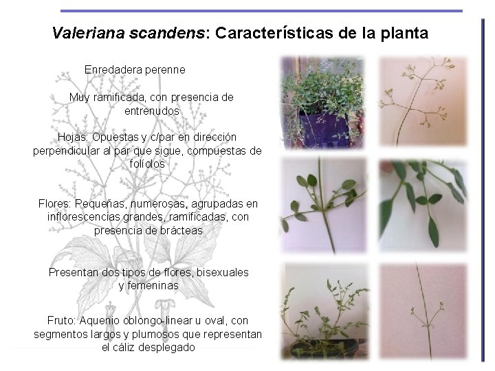 Valeriana scandens: Características de la planta Enredadera perenne Muy ramificada, con presencia de entrenudos