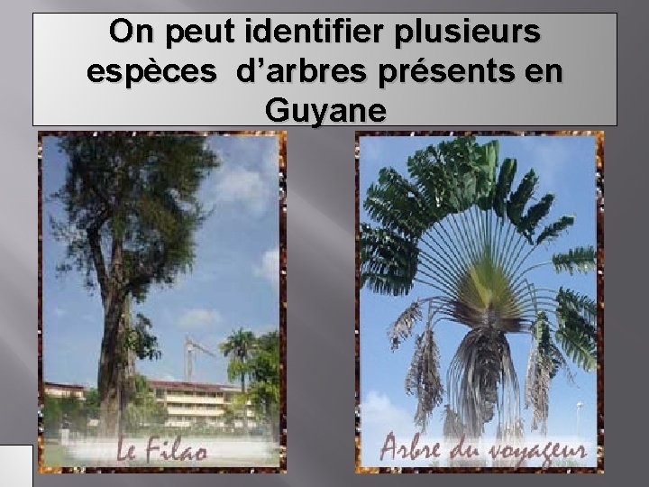 On peut identifier plusieurs espèces d’arbres présents en Guyane 