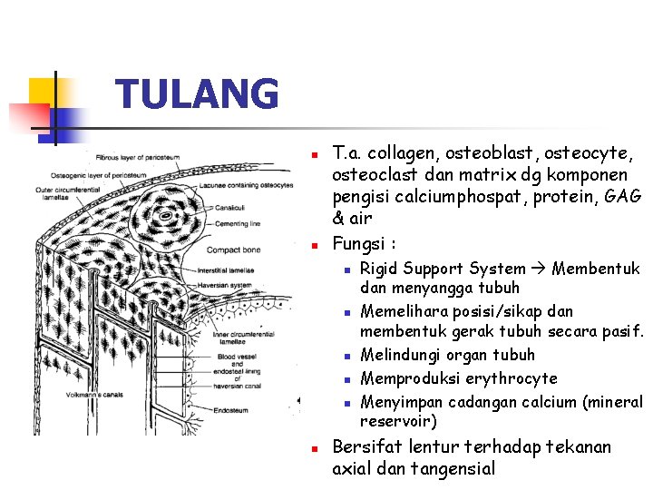 TULANG n n T. a. collagen, osteoblast, osteocyte, osteoclast dan matrix dg komponen pengisi