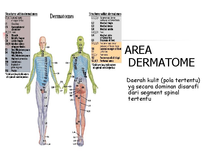 AREA DERMATOME Daerah kulit (pola tertentu) yg secara dominan disarafi dari segment spinal tertentu