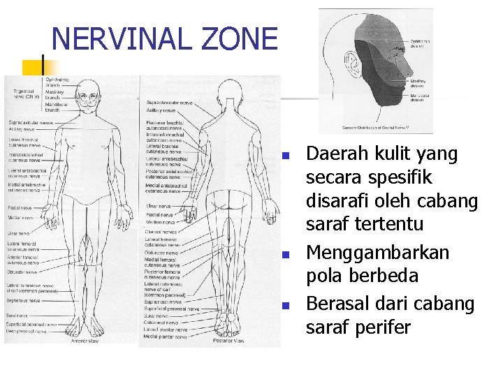 NERVINAL ZONE n n n Daerah kulit yang secara spesifik disarafi oleh cabang saraf