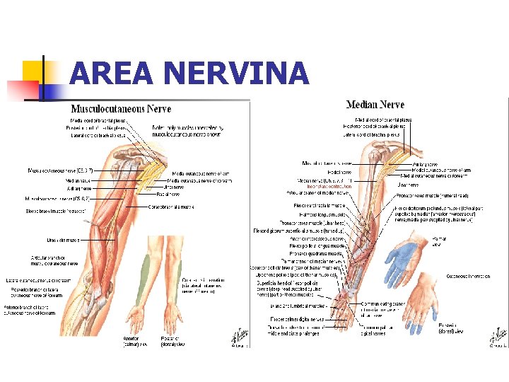 AREA NERVINA 