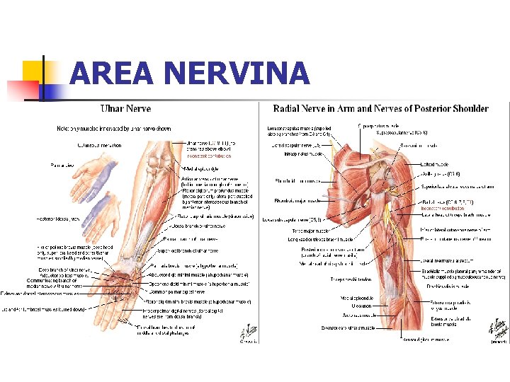 AREA NERVINA 