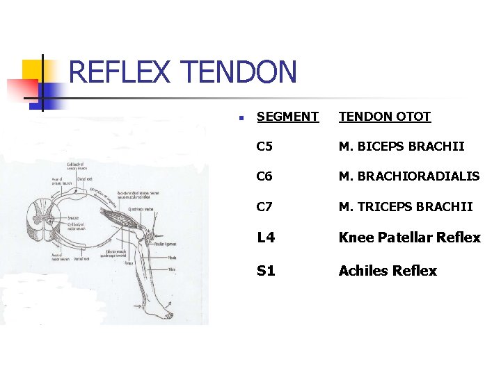 REFLEX TENDON n SEGMENT TENDON OTOT C 5 M. BICEPS BRACHII C 6 M.