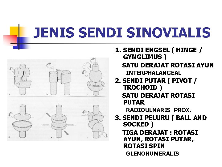 JENIS SENDI SINOVIALIS 1. SENDI ENGSEL ( HINGE / GYNGLIMUS ) SATU DERAJAT ROTASI