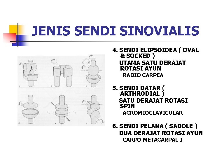JENIS SENDI SINOVIALIS 4. SENDI ELIPSOIDEA ( OVAL & SOCKED ) UTAMA SATU DERAJAT