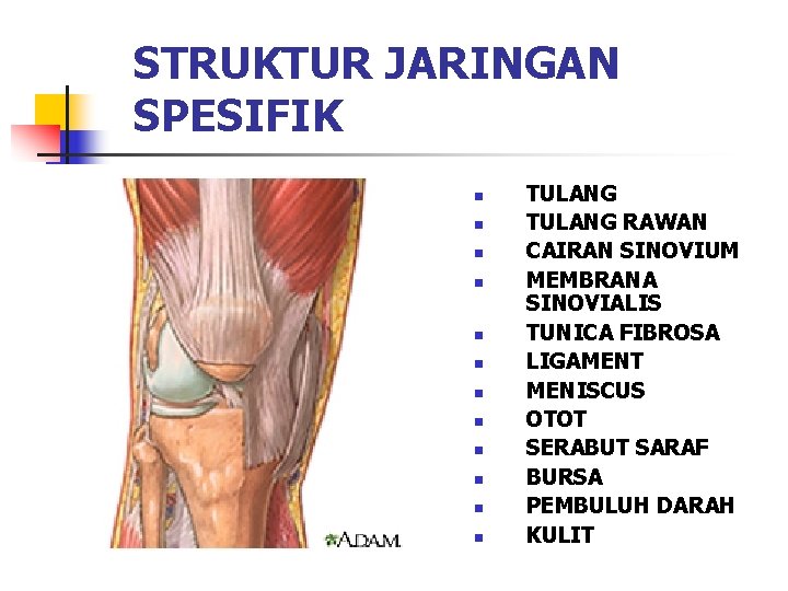 STRUKTUR JARINGAN SPESIFIK n n n TULANG RAWAN CAIRAN SINOVIUM MEMBRANA SINOVIALIS TUNICA FIBROSA