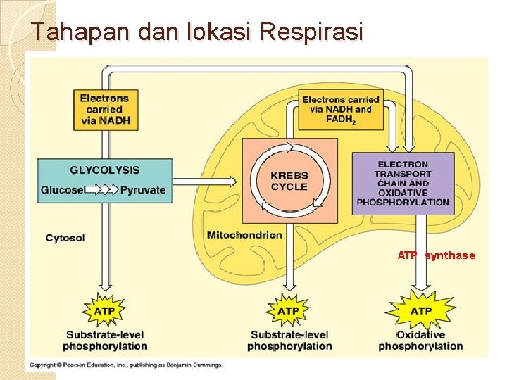 Tahapan dan lokasi Respirasi 