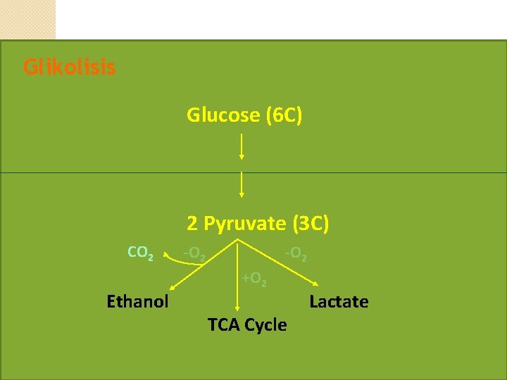 Glikolisis Glucose (6 C) 2 Pyruvate (3 C) CO 2 Ethanol -O 2 +O
