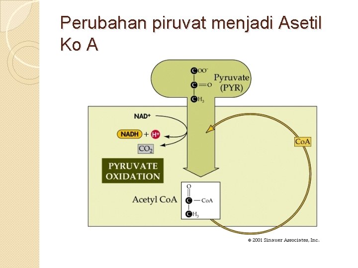 Perubahan piruvat menjadi Asetil Ko A 