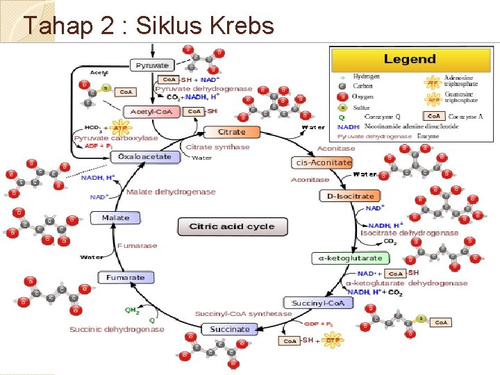 Tahap 2 : Siklus Krebs 